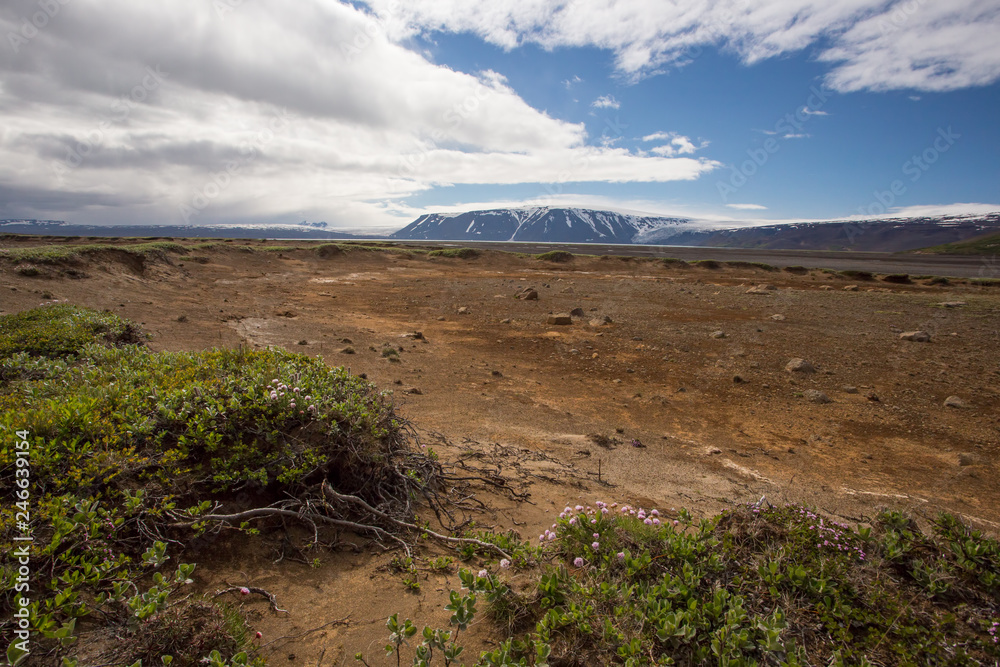 Iceland nature scenery with green low vegetation and sand in foreground and mountain in background. Nordic summer sunny landscape.