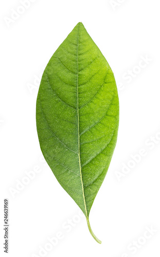 Green fresh leaf isolated on white background