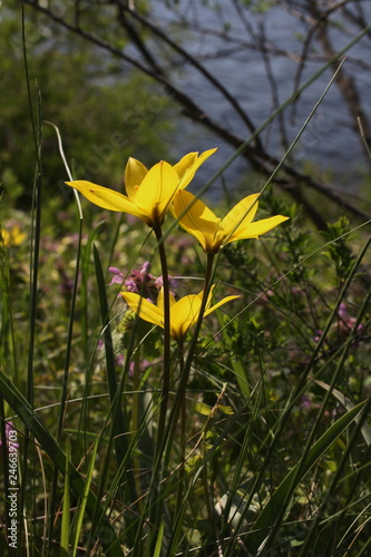 Yellow wild tulip (Bieberstein Tulip) in its natural habitat 