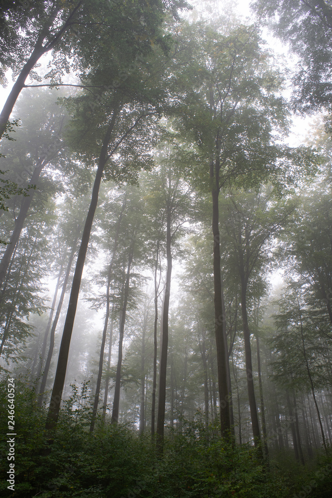 Obraz premium Bäume im Nebel