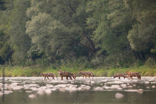 Wolf pack, canis lupus, of seven crossing river in wilderness. Wildlife nature scenery of group of animals moving across water stream. Animal predators on a hunt