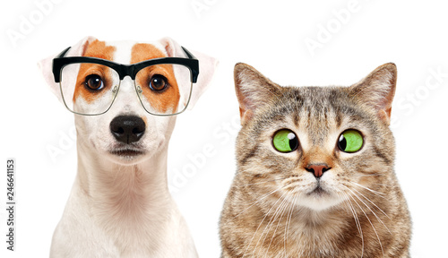 Portrait of dog and cat with eye diseases isolated on white background