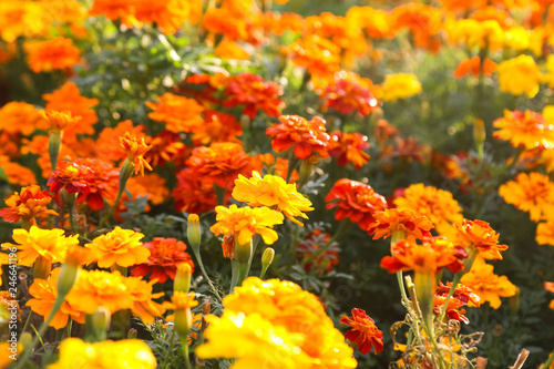 Yellow marigold flowers blooming background.  © titikul_b
