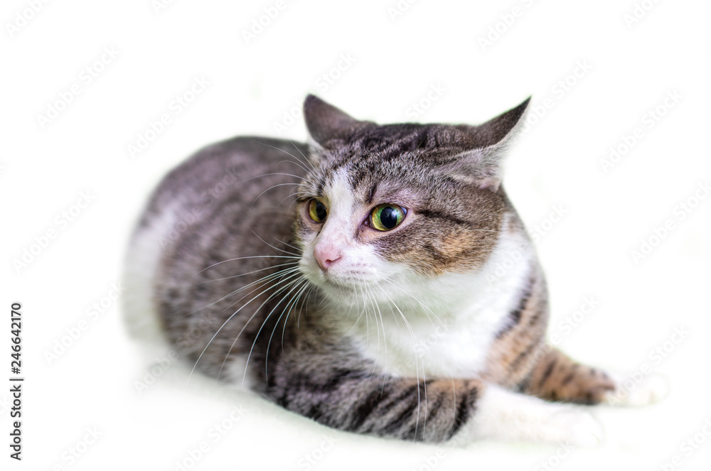 Funny cat on white background