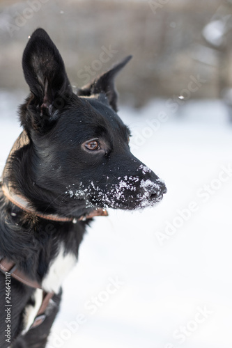 Funny dog on winter background © A_Skorobogatova