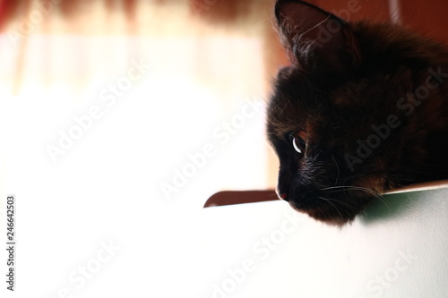 cat