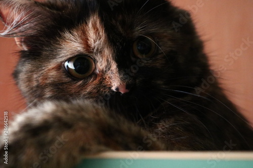 portrait of a cat