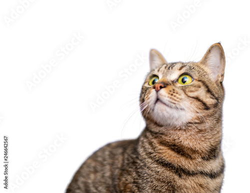 Fototapeta Naklejka Na Ścianę i Meble -  Portrait of beautiful grey cat on white background