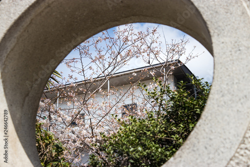 Cherry blossoms in central Tokyo, Nihonbashi, Chuo-city, Tokyo, Japan photo