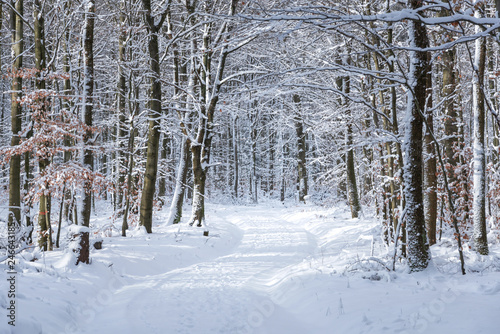 Winter Wald mit Waldweg im Schnee