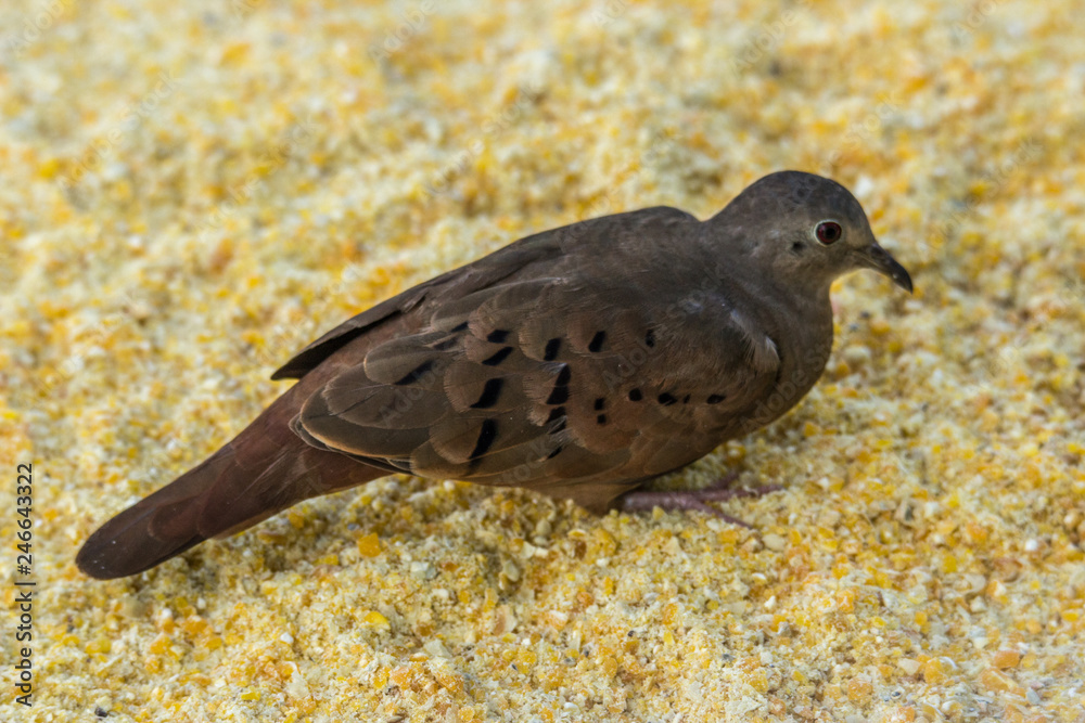 Fototapeta premium Rolinha Roxa