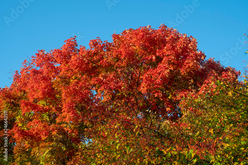 Red Leaves 2 © Paul Howe photos