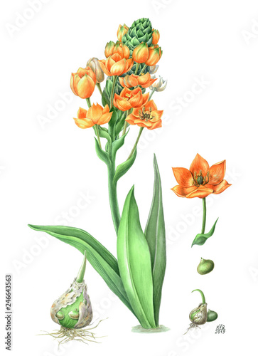 Fototapeta Naklejka Na Ścianę i Meble -  dubium Ornithogalum. Beautiful orange flower with large
