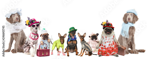 Group of dogs dressed in clothes © Alexey Kuznetsov