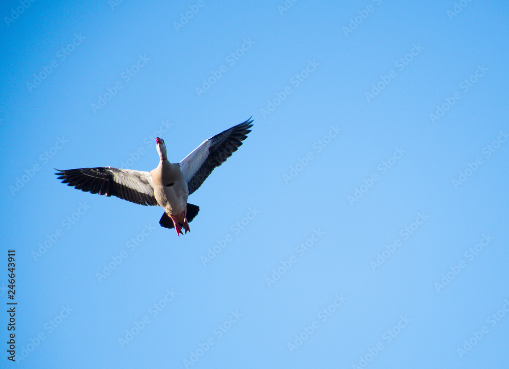 goose in flight