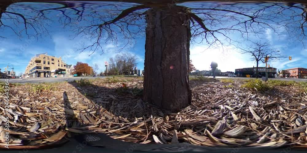 360VR 4K VR 360 Downtown Core Buildings Vehicles Street Corner By Tree 001 360VR 4K VR 360 Downtown Core Buildings Vehicles Street Corner By Tree 001