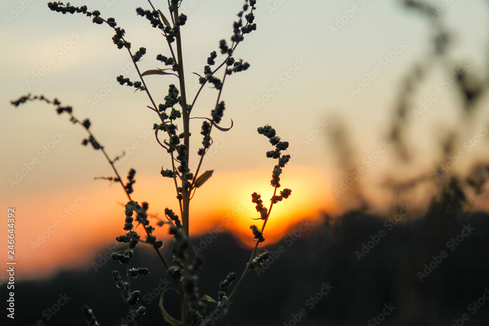Fototapeta premium Dry wild plants on meadow, winter sunset