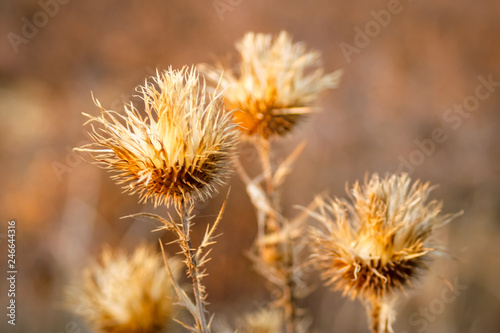 Dry wild plants on meadow  winter sunset