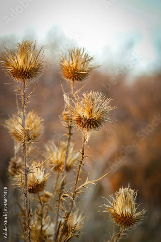 Dry wild plants on meadow  winter sunset