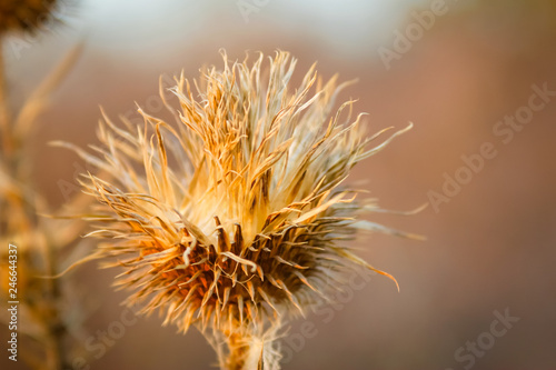 Dry wild plants on meadow  winter sunset