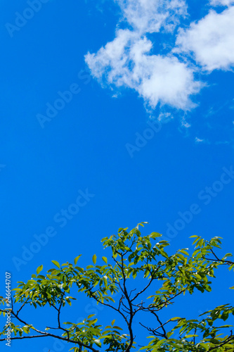 Nature Background.Nature photo of tree.Green Background Of Leaves Over  Blue Sky Background  Close-Up.  