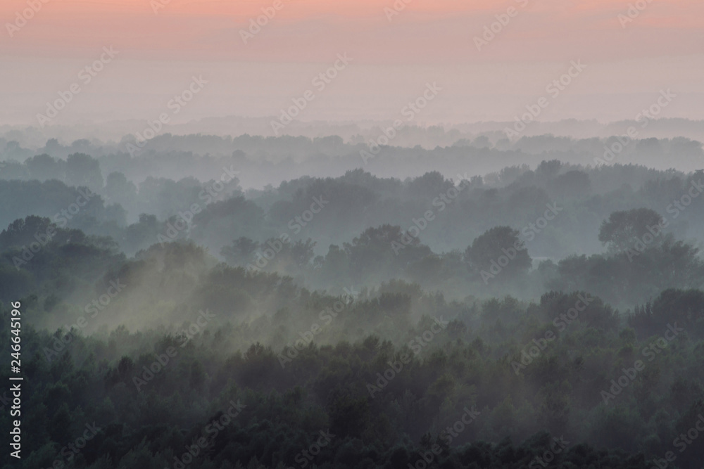 Naklejka premium Mystical view from top on forest under haze at early morning. Eerie mist among layers from tree silhouettes in taiga under predawn sky. Morning atmospheric minimalistic landscape of majestic nature.