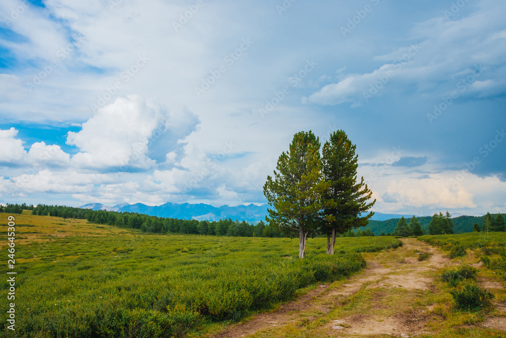 Spectacular view of mountain scenery. Amazing landscape with footpath and coniferous trees in highland. Distant giant rocky mountains under cloudy sky. Wonderful scenic green mountainscape. Two cedars Spectacular view of mountain scenery. Amazing landscape with footpath and coniferous trees in highland. Distant giant rocky mountains under cloudy sky. Wonderful scenic green mountainscape. Two cedars