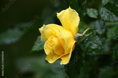 Single bright yellow rose against a dark background green leaves. In total in water drops after a rain.