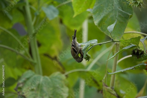 bird on a leaf photo