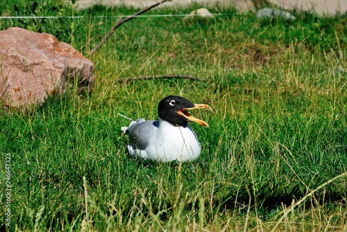 The Pallas's gull or great black-headed gull (Ichthyaetus ichthyaetus) photo