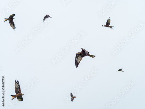 Red Kites ( Milvus milvus ) photo