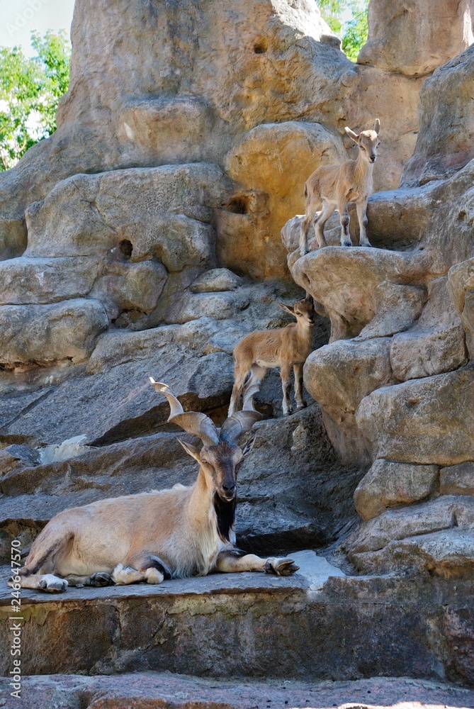 The markhor, also known as the screw horn goat (Capra falconeri) The markhor, also known as the screw horn goat (Capra falconeri)