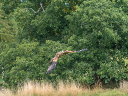 Red Kite   Milvus milvus  