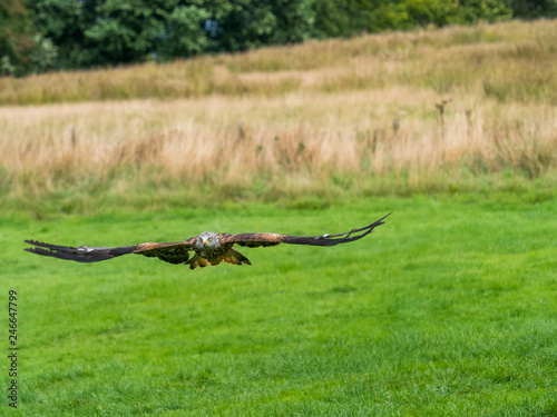 Red Kite ( Milvus milvus ) photo