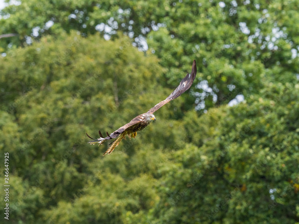 Obraz premium Red Kite ( Milvus milvus )