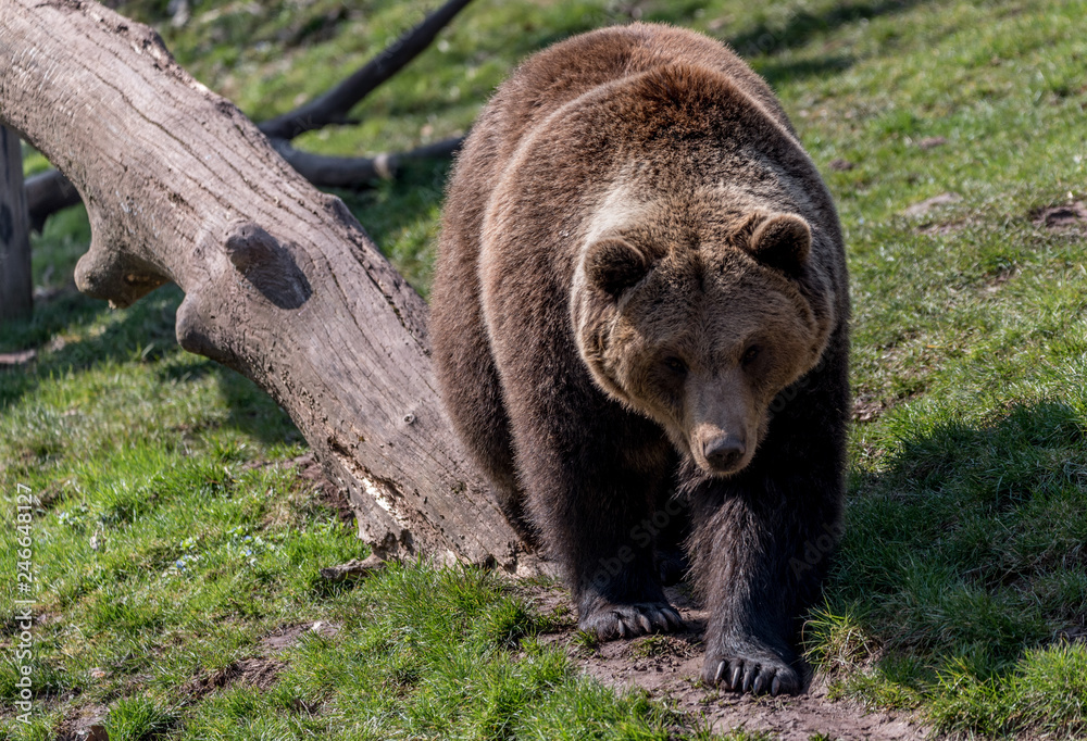 Wildpark Tiere Wildpark Tiere