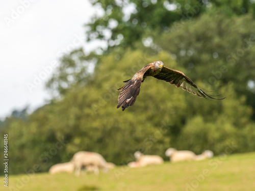 Red Kite ( Milvus milvus ) photo