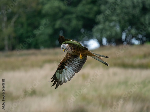 Red Kite ( Milvus milvus ) photo