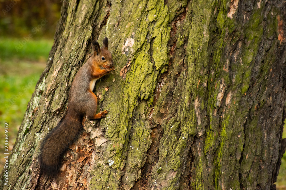 Squirrel with a nut in the teeth Squirrel with a nut in the teeth