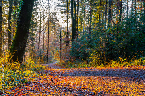 Winter look of a forest trail covered by leaves