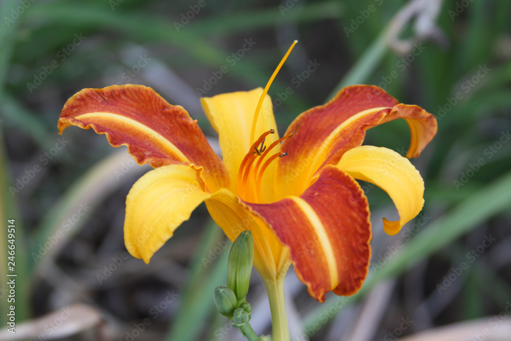 Obraz premium daylily stripe