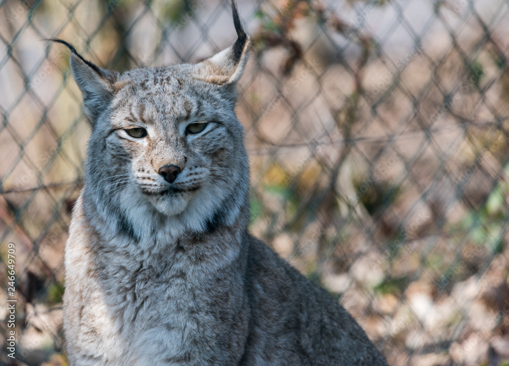 Obraz premium Wildpark Tiere