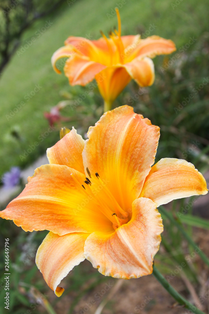 Fototapeta premium orange daylily