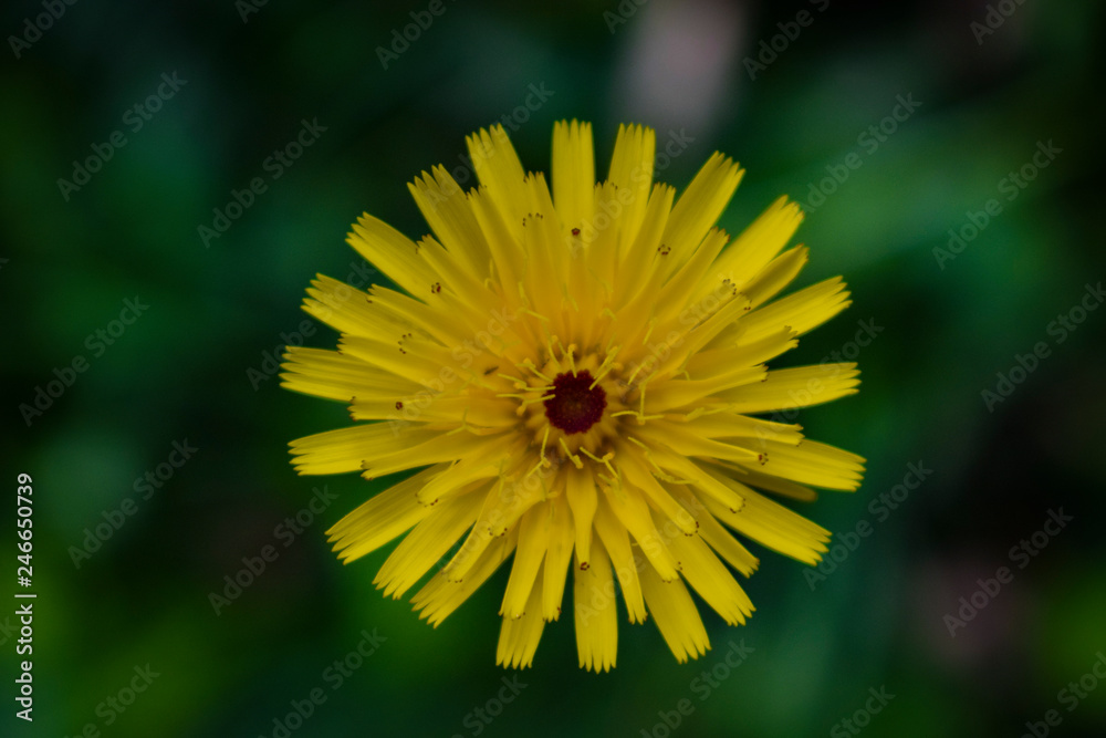 Obraz premium There is beauty even in the simplest things.