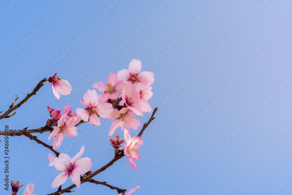 Close up branch of flowering almond trees over blue sky background. Beautiful almond blossom, at springtime background. Beautiful nature scene. Spring flowers Close up branch of flowering almond trees over blue sky background. Beautiful almond blossom, at springtime background. Beautiful nature scene. Spring flowers