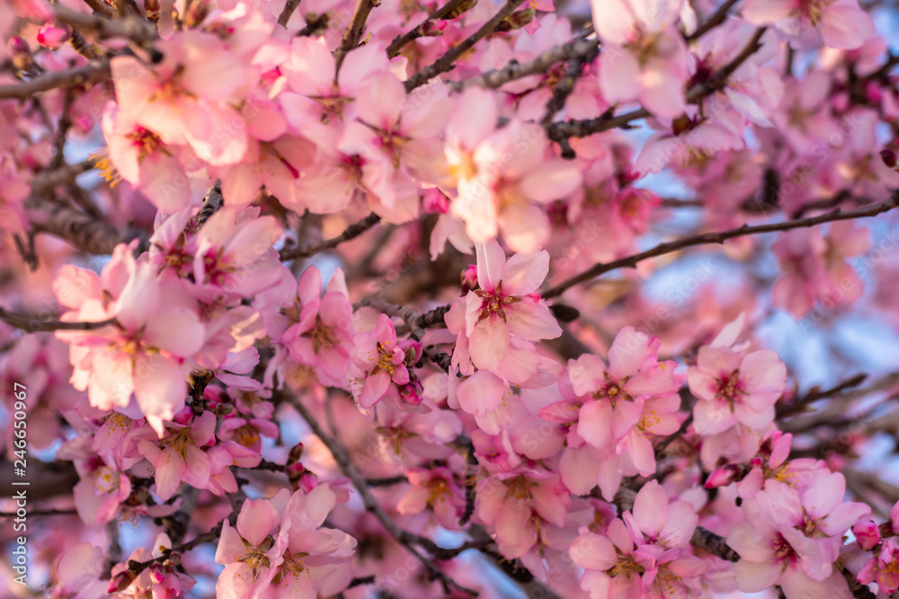Obraz premium Close up of flowering almond trees. Beautiful almond flower blossom, at springtime background. Beautiful nature scene with blooming tree and sun flare. Spring flowers. Beautiful abstract background