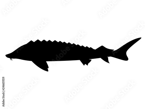 Black silhouette of sturgeon. Fish logo icon