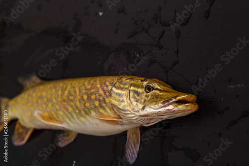 Pike close-up on a dark wooden background.