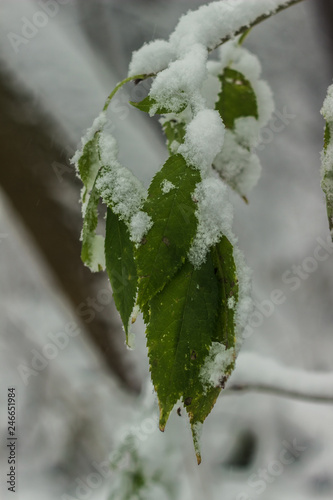 Green leaves in the snow
