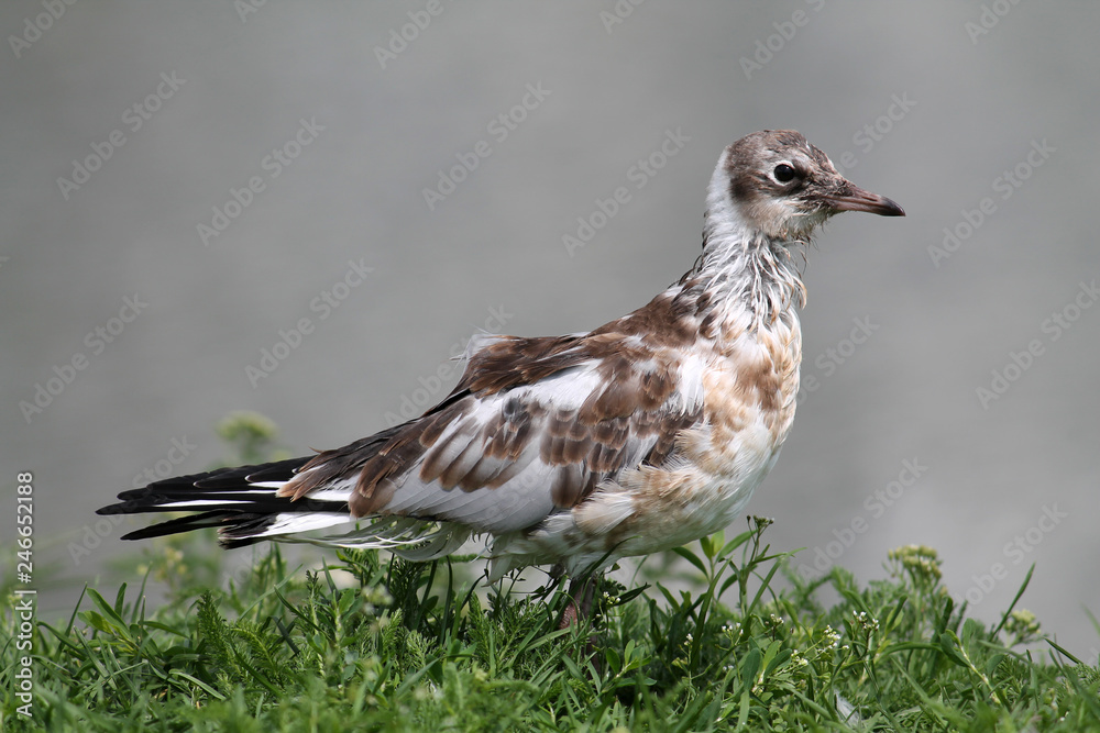 Fototapeta premium Black-headed gull or Chroicocephalus ridibundus (syn. Larus ridibundus) in juvenile plumage, Belarus